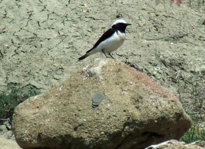 Прикрепленное изображение: 501-2.jpg